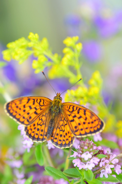kral kelebek - Fotoğraf, Görsel