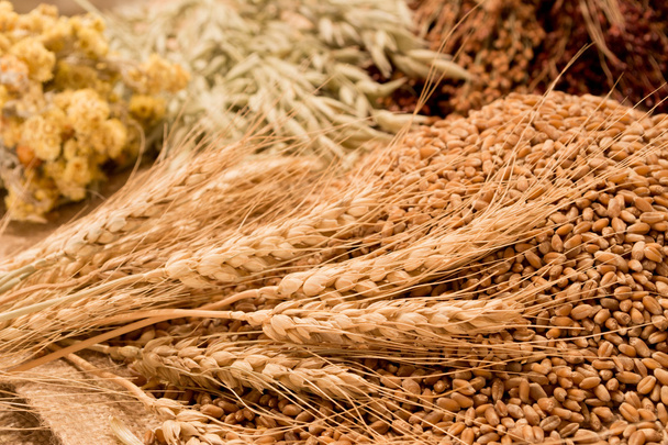 trigo, espigas de maíz y hierbas
 - Foto, imagen