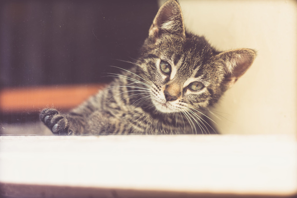 Adorable Gray Tabby Kitten Looking Into Distance - 写真・画像