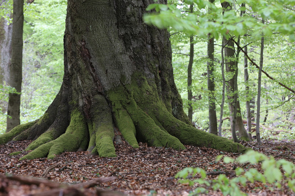 Old Beech in the Forest - Photo, Image