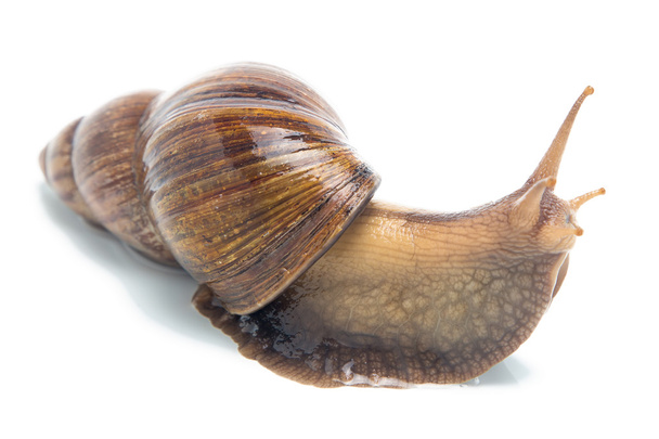 Isolated photo of big snail - Fotografie, Obrázek