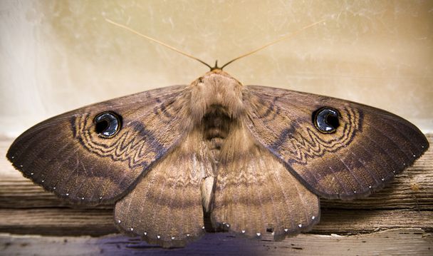 nachtvlinder - Foto, afbeelding