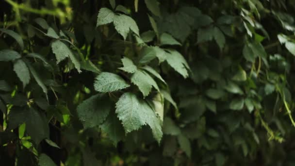 Зеленые листья под дождем
 - Кадры, видео