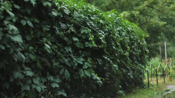 green hedgerows in garden - Footage, Video