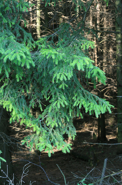 Branches of fur-tree - Foto, Bild