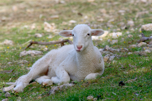 Lamb - Photo, Image