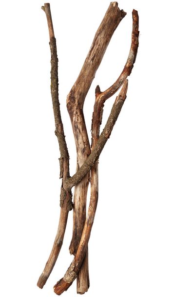 Tree sticks - Photo, Image