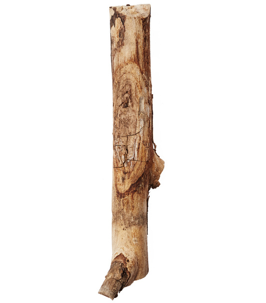 ramo de madeira seca
 - Foto, Imagem