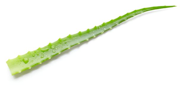 Aloe mit Wassertropfen - Foto, Bild