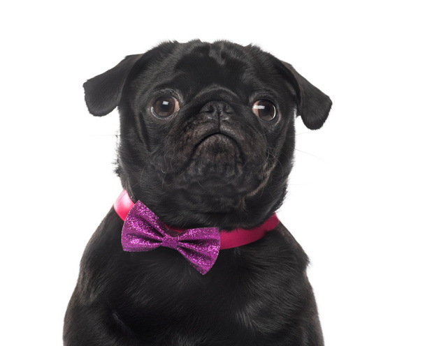 Close-up of an Pug in front of white background - Fotó, kép