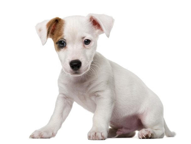 Jack Russell Terrier puppy (2 months old) in front of a white ba - Fotó, kép