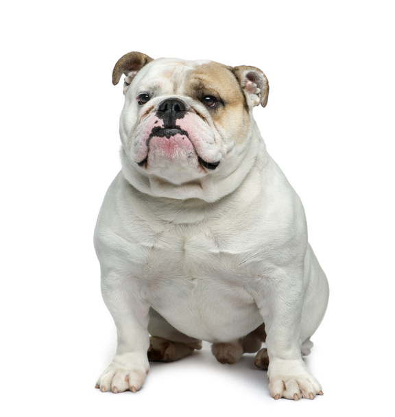 bulldog inglés delante de fondo blanco - Foto, Imagen