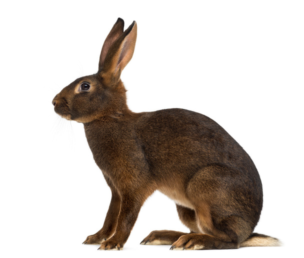 Belgian Hare in front of a white background - Photo, Image