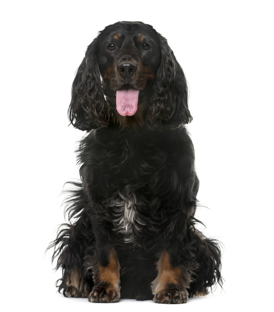 American Cocker Spaniel (4 years old) in front of a white backgr - Zdjęcie, obraz
