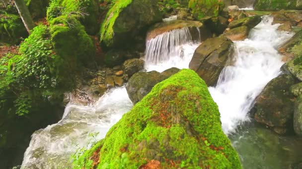 Stream running through forest - Footage, Video