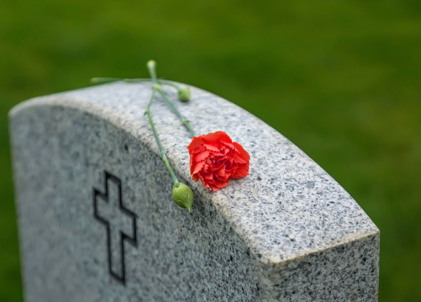 Rosa roja en lápida
 - Foto, Imagen