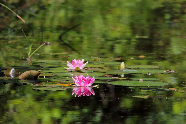 Waterlelies aan een bos meer. - Foto, afbeelding