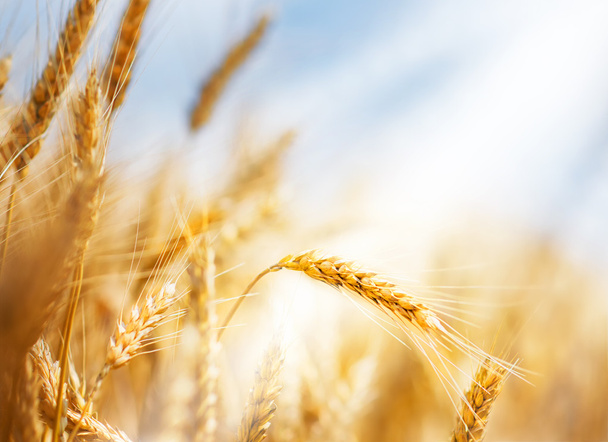 pšenice pod sluncem - Fotografie, Obrázek