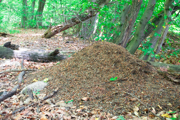 La gran colina de hormigas en madera de coníferas
 - Foto, imagen