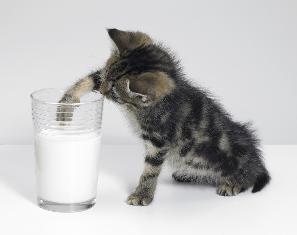 Pesca del gattino per latte
 - Foto, immagini