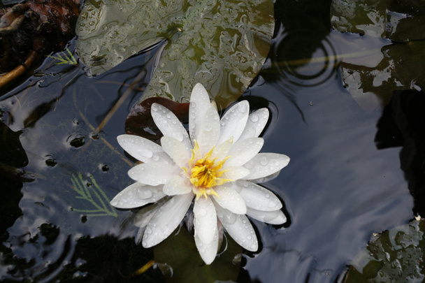 Квітучі білі водяні лілії в невеликому ставку
 - Фото, зображення