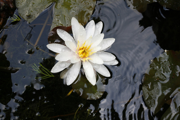 Bella giglio d'acqua bianca fiore pieno fiore nel lago
 - Foto, immagini