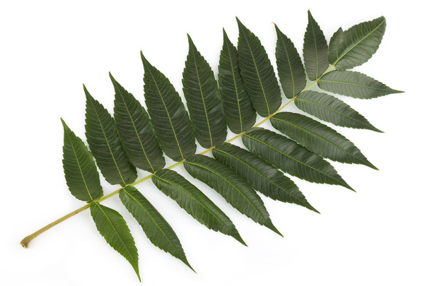 Staghorn sumac leaves on white - Photo, image