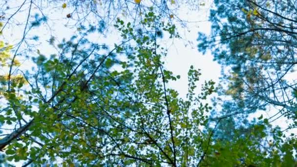 Zelené stromy v podzimním lese - Záběry, video