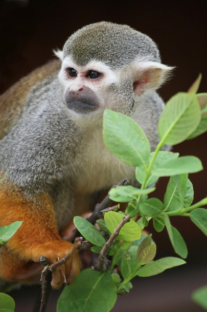 Squirrel Monkey - Foto, Bild