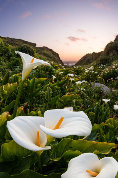 calla lilies on the coast - 写真・画像