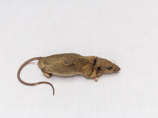 мертвая крыса
  - Фото, изображение