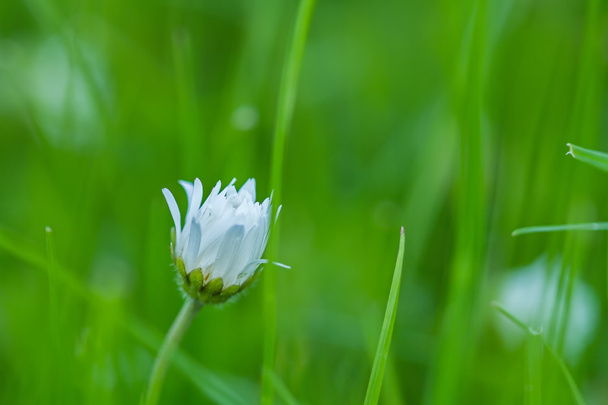 einsame Wiesenblumen - Foto, Bild