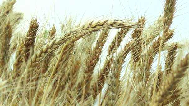 in the field ripe ears of barley. - Footage, Video