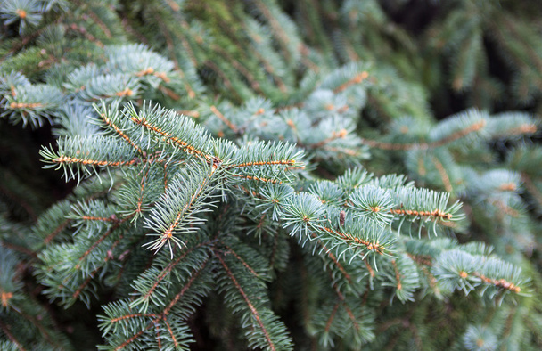 Branches of the Colorado blue spruce - Photo, Image