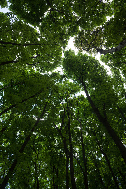silhouetten van groene esdoornboomtoppen - Foto, afbeelding