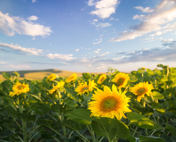 Sunflower field. - Photo, Image