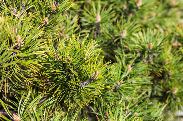 Closeup of the pine buds and needles - Фото, изображение