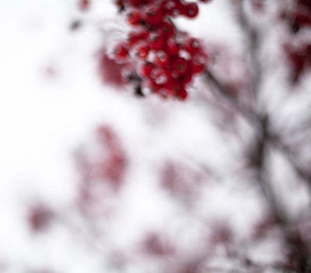 Vörös berkenye gyümölcs fedett Dér - Fotó, kép