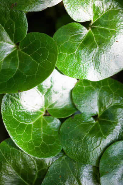Asarabacca 'nın parlak yeşil yaprakları (Asarum europaeum) - Fotoğraf, Görsel