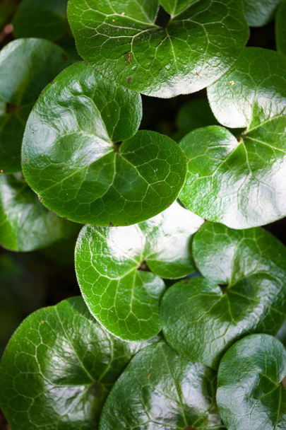 Блискучі зелені листя асарабакки ( Asarum Europaeum
) - Фото, зображення