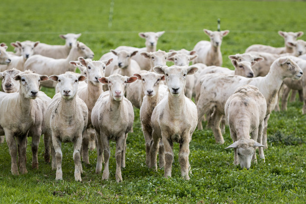 geschorene Schafe - Foto, Bild