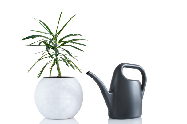 Houseplant and watering can - Photo, Image