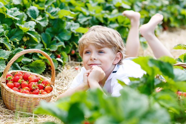 Little kid boy picking strawberries on farm, outdoors. - Photo, Image