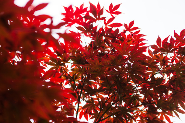 Рожеве листя японського клена (Acer palmatum) - Фото, зображення