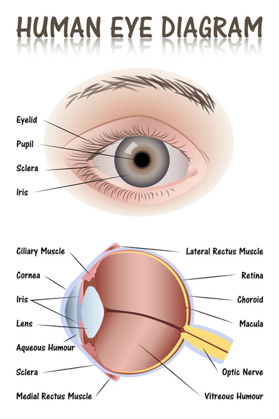Diagramm des menschlichen Auges - Vektor, Bild