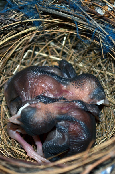 Pájaros bebé en el nido. Muy cerca.
. - Foto, Imagen