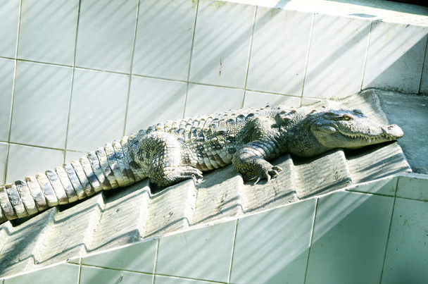 Crocodilo do Nilo captura de imagem muito close-up
. - Foto, Imagem
