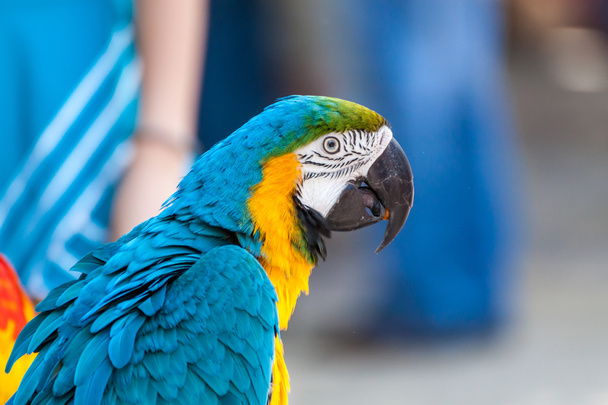 Portrait of a parrot - Foto, imagen