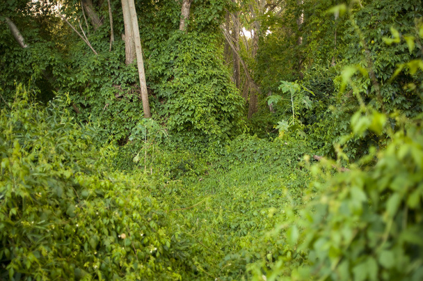 Espesas enredaderas de la selva
 - Foto, Imagen