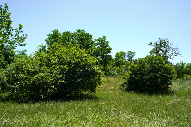 Green field on a sunny day - Foto, Imagen
